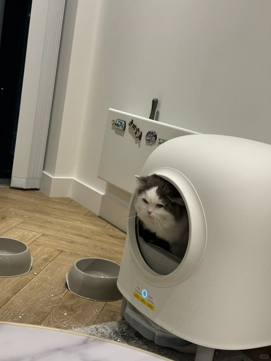 2️⃣约克大学申诉流程 附申诉表格 · 内容配图 1